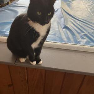 Lost Cat Socks