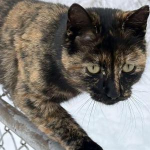 Image of unknown, Found Cat