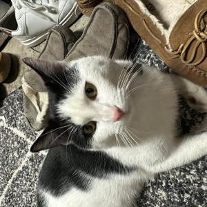 Image of Tom, Lost Cat