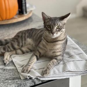 Image of Astro, Lost Cat