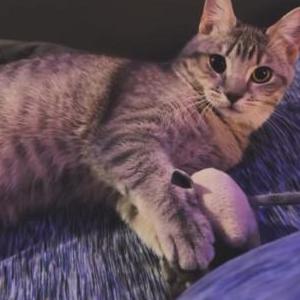 Lost Cat Millie