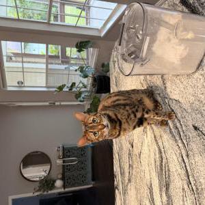Lost Cat Leo