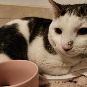 Found Cat Unknown