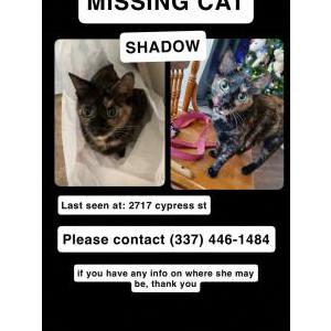 Image of Shadow, Lost Cat
