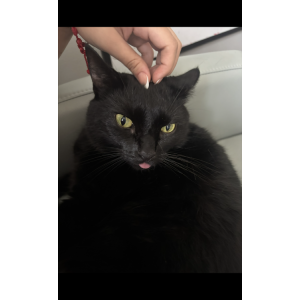 Lost Cat Tallulah