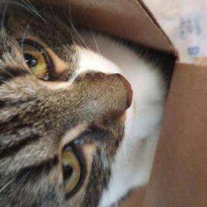 Lost Cat QuiQui