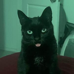 Lost Cat Luna