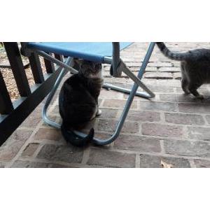 Image of Cottonball, Lost Cat