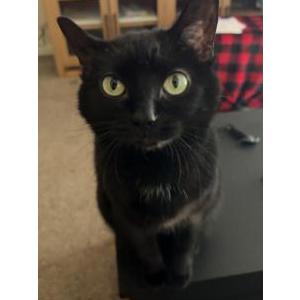 Image of Sunny, Lost Cat