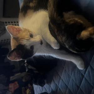 Lost Cat Khali