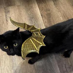 Image of Toast, Lost Cat