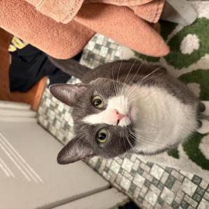 Lost Cat Bart
