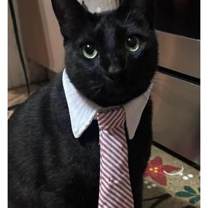 Lost Cat Rigoberto