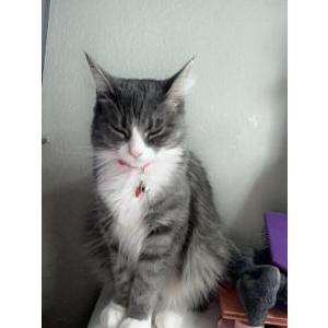 Lost Cat Mittens