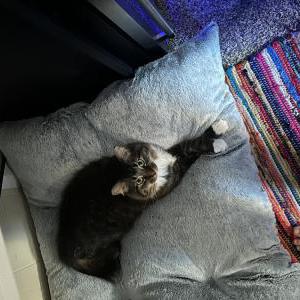 Image of Skypiea, Lost Cat