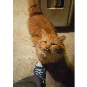 Image of Cheezit, Lost Cat