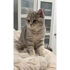 Lost Cat Tina
