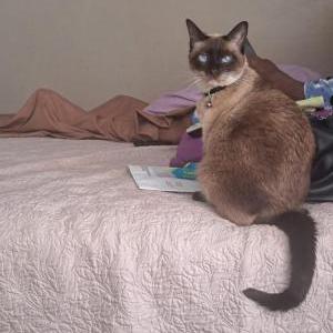 Image of Blue, Lost Cat