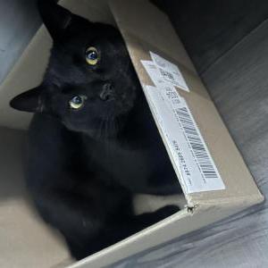 Lost Cat Draco