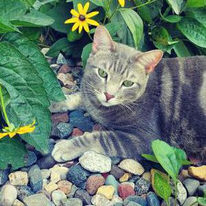 Lost Cat Mochi