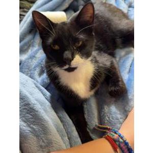 Lost Cat Leo
