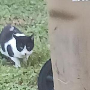 Image of Elfie, Lost Cat