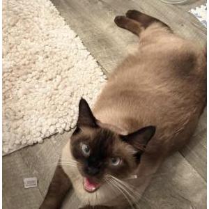 Image of Sashimi, Lost Cat