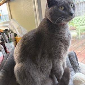 Lost Cat Rocky