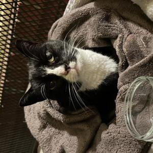 Lost Cat Buster