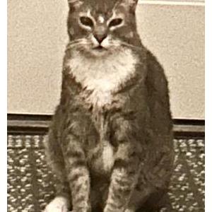 Lost Cat Robbie