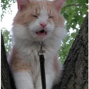 Lost Cat Naughty