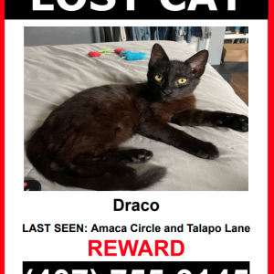 Lost Cat Draco