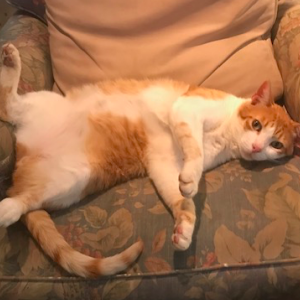 Image of Samson, Lost Cat