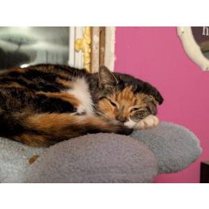 Lost Cat Patches
