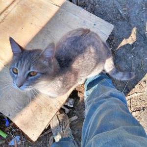 Image of Twiggy, Lost Cat