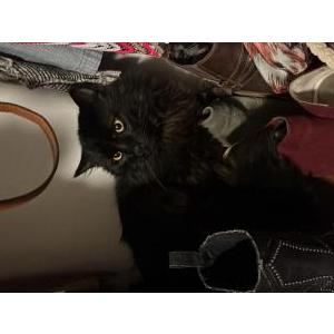 Found Cat Black cat