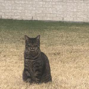 Lost Cat Lucky