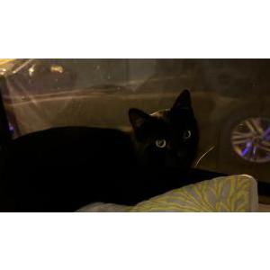 Lost Cat Draco