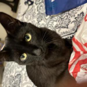 Image of Bandit, Lost Cat