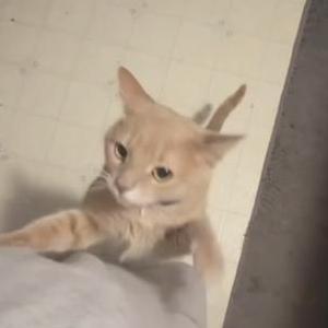 Image of Dunkie Bear, Lost Cat