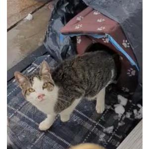Found Cat Unknown