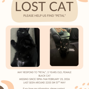 Image of Petal, Lost Cat