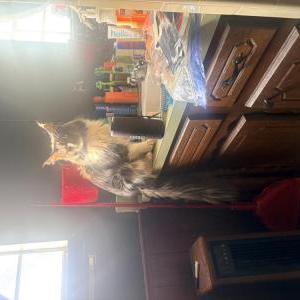 Image of Oliver, Lost Cat