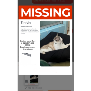 Image of Tintin, Lost Cat