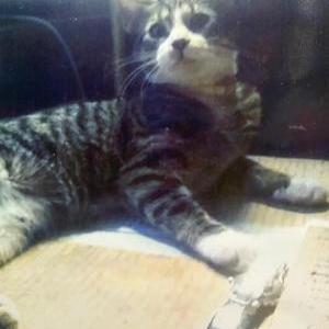 Lost Cat LUCY