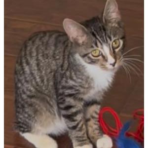 Lost Cat Knightro