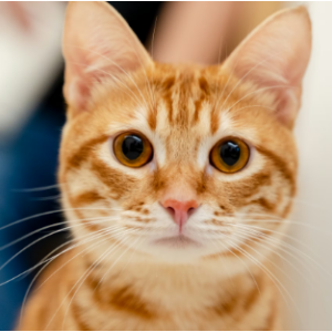 Lost Cat TROUBLE
