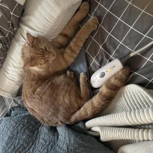 Image of Sunny, Lost Cat