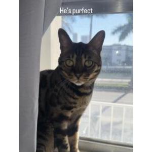 Lost Cat Bagheera