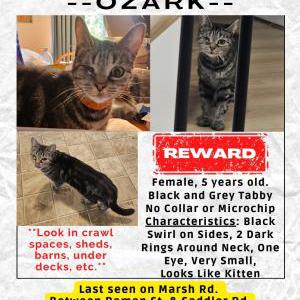 Image of Ozark, Lost Cat